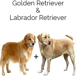 Goldador Retriever Dog